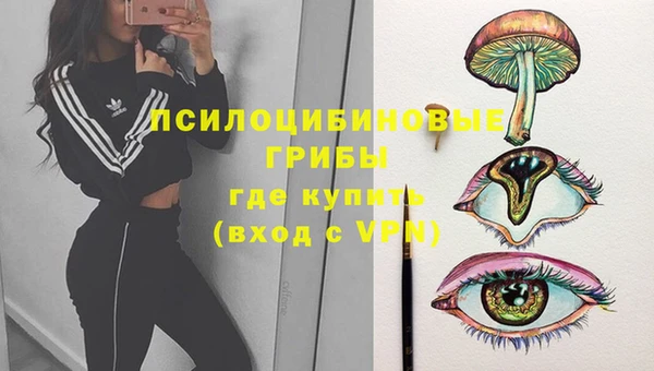 индика Няндома
